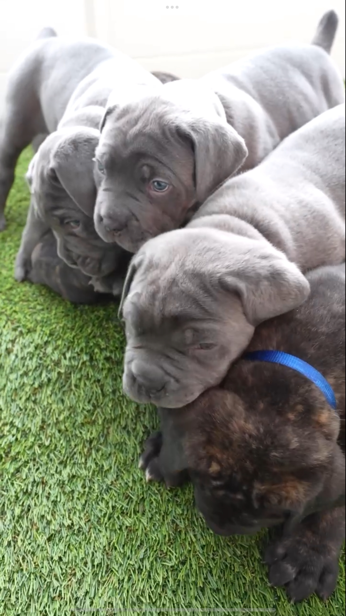 Cane Corso Puppy Deposit