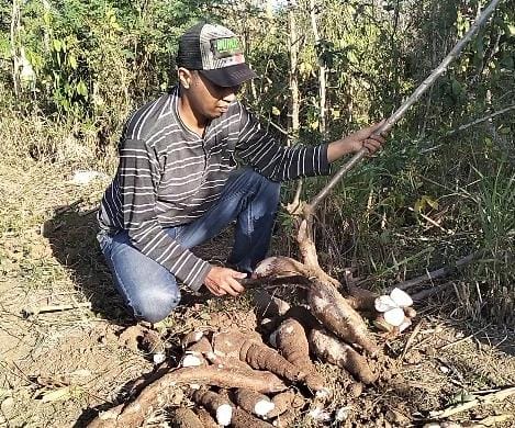 Ketela Pohon /Cassava Batang Besar