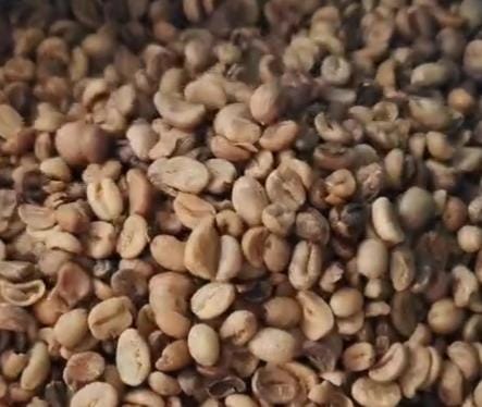 Kopi Asalan Berkualitas