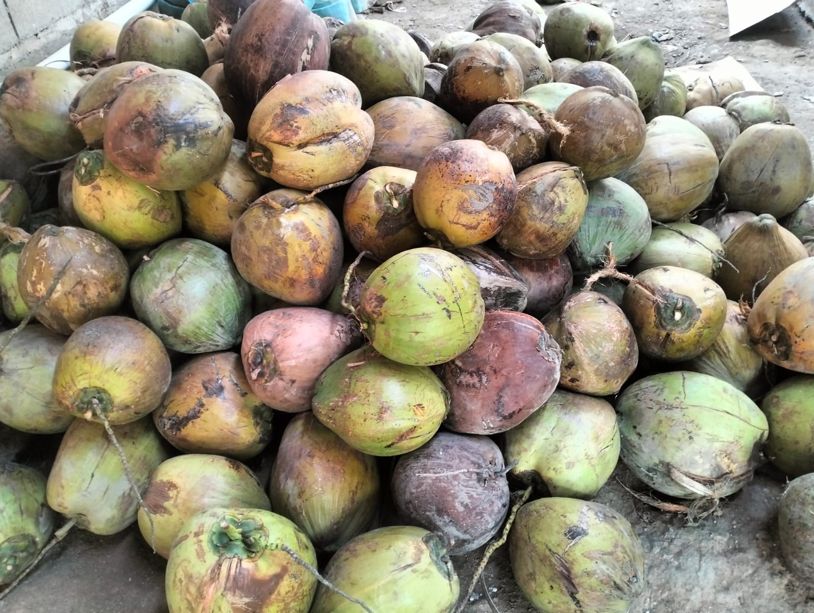 Biji Kelapa Umur Di Atas 300 Hari