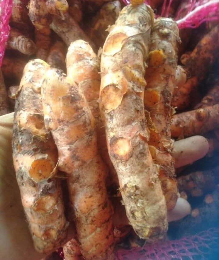 Rimpang Kunyit Besar