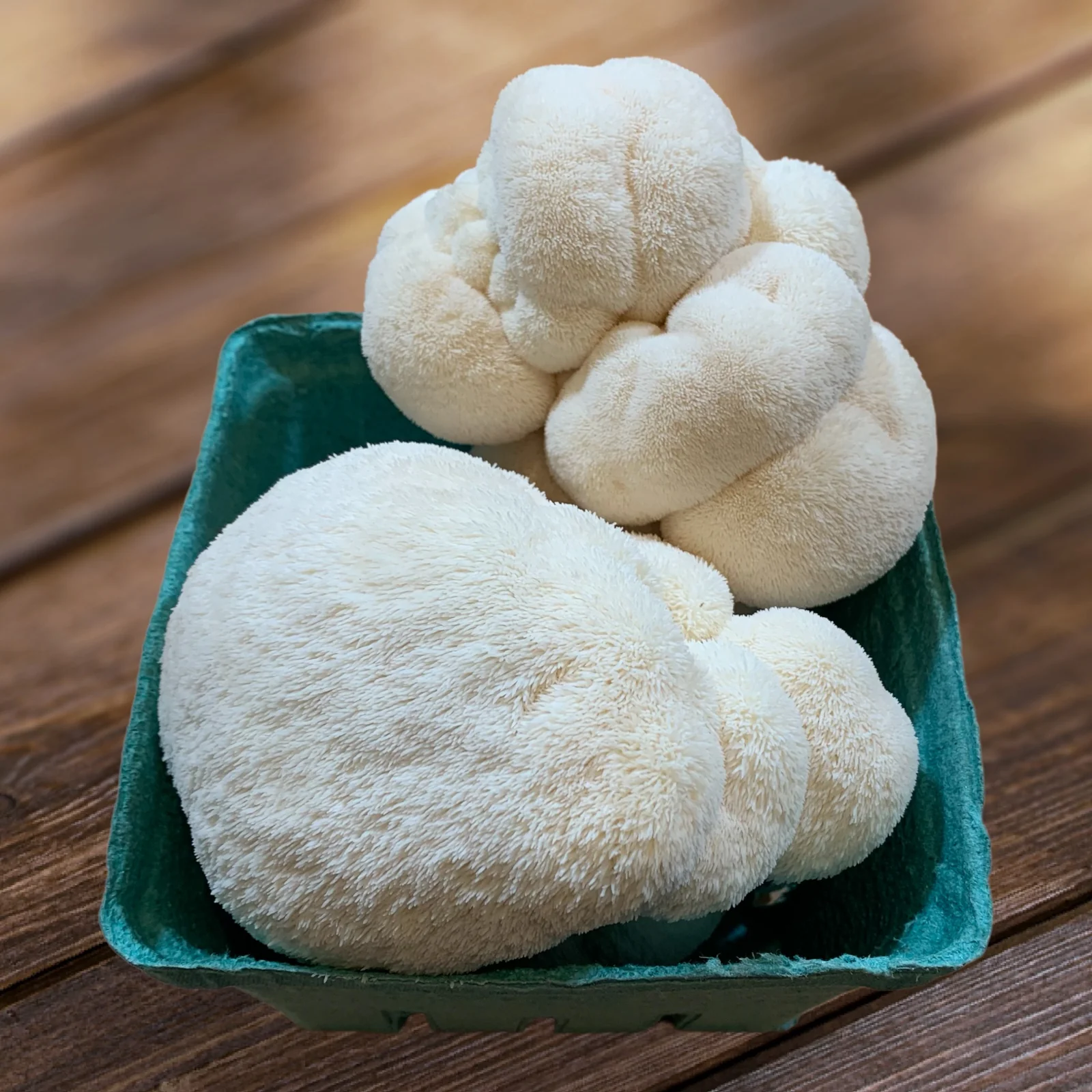 Lion's Mane Mushroom