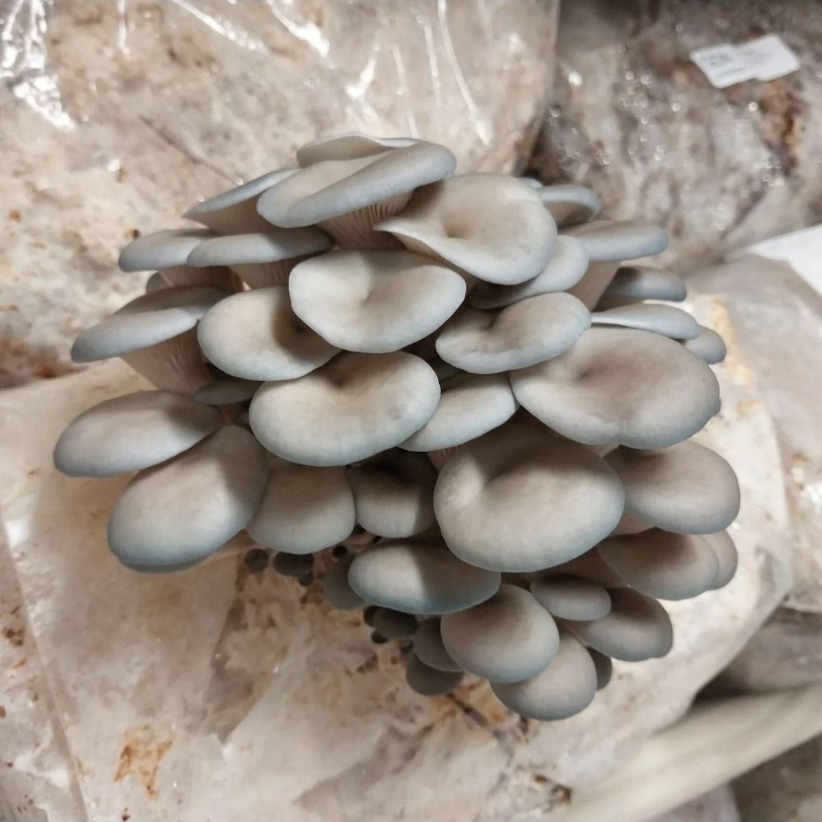 Fresh blue Oyster Mushrooms