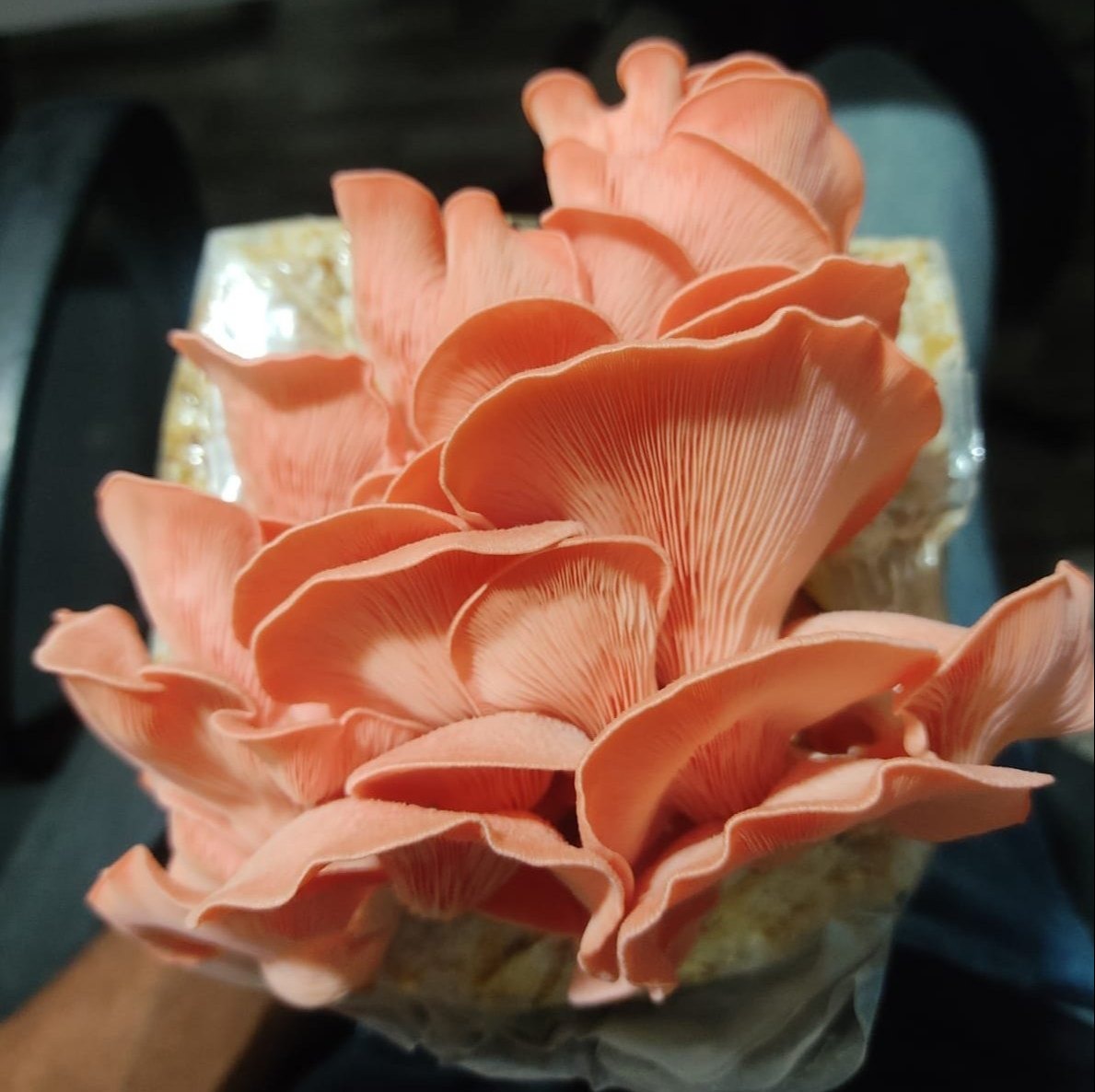 Pink Oyster Mushrooms