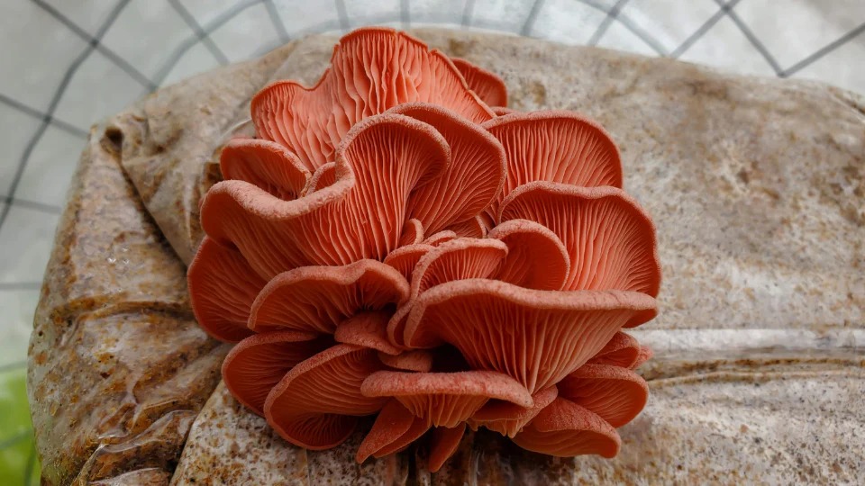 Pink oyster Spawn Bag
