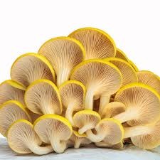 Yellow oyster Mushroom spawn