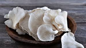 Oyster Mushrooms