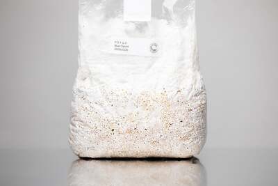 Yellow oyster Mushroom spawn