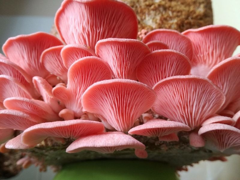 Pink Oyster Mushrooms