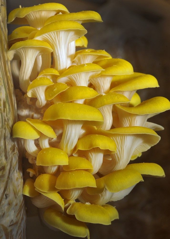 Golden Oyster Mushrooms