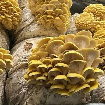 Golden Oyster Mushrooms