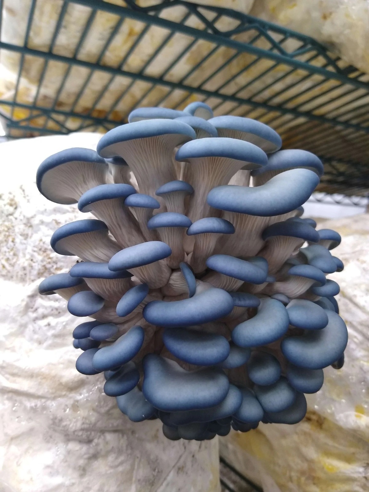 Blue oyster mushroom spawn