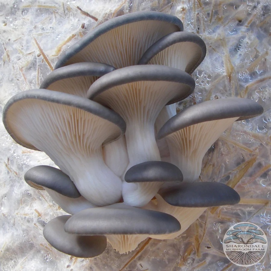 Blue oyster mushroom spawn