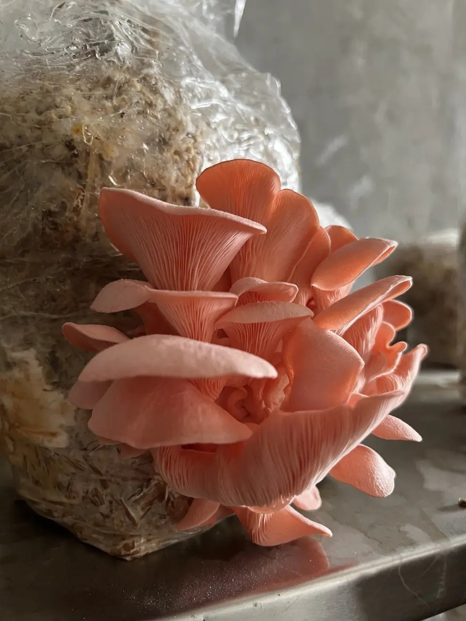 Pink Oyster Mushrooms