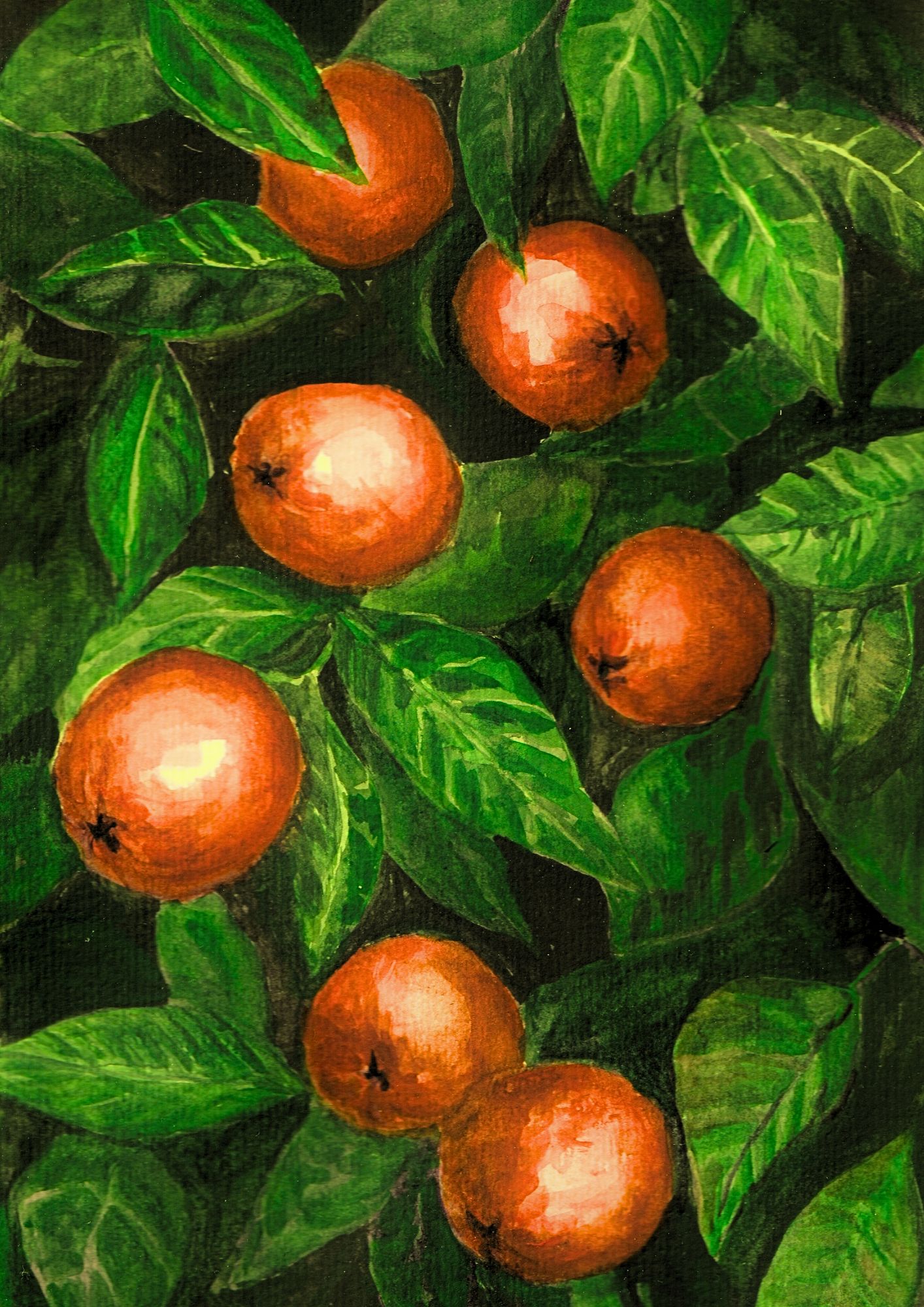 Fresh oranges, Fine art Giclée Print (A4 & A3 available)