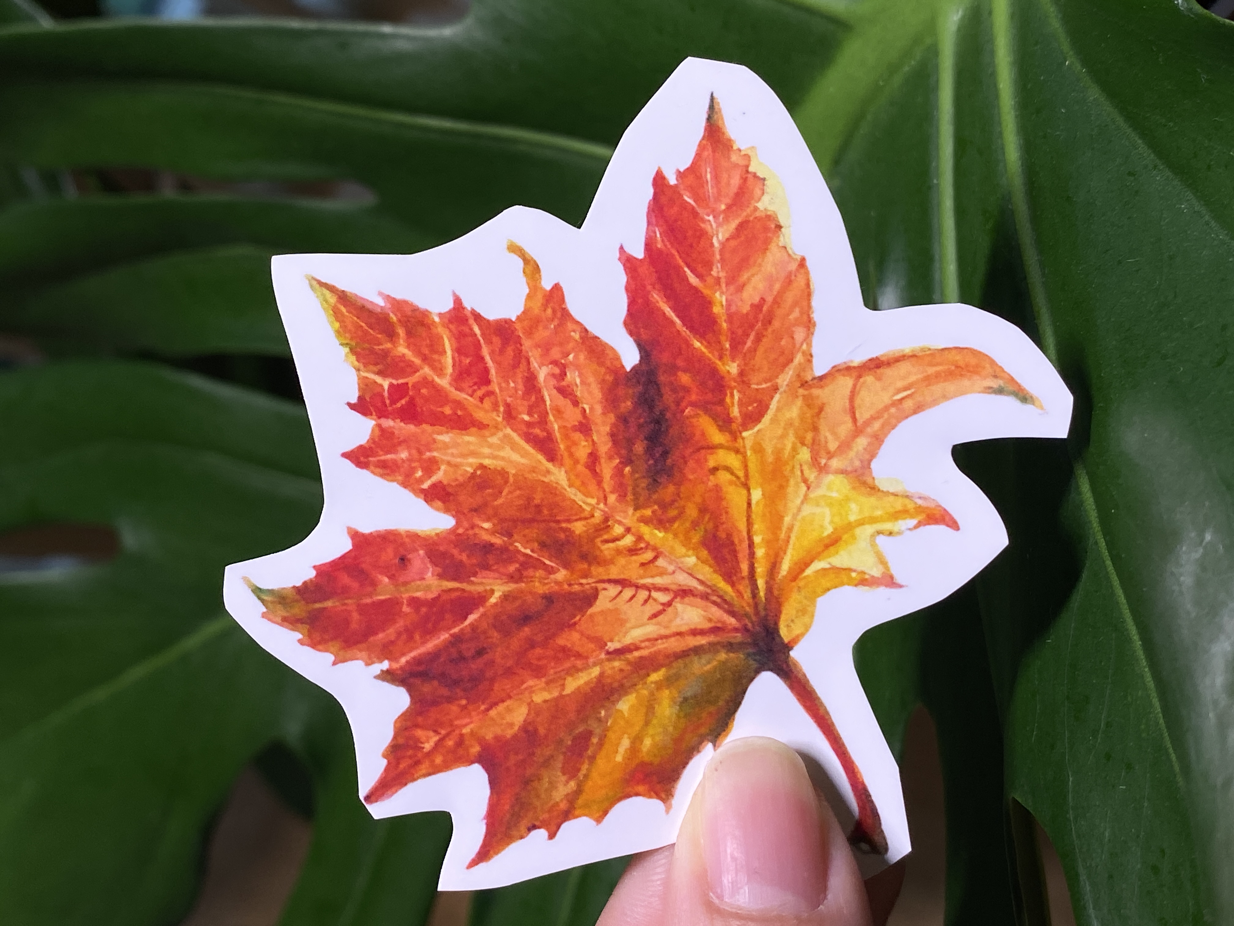 Watercolor Maple Leaf Sticker