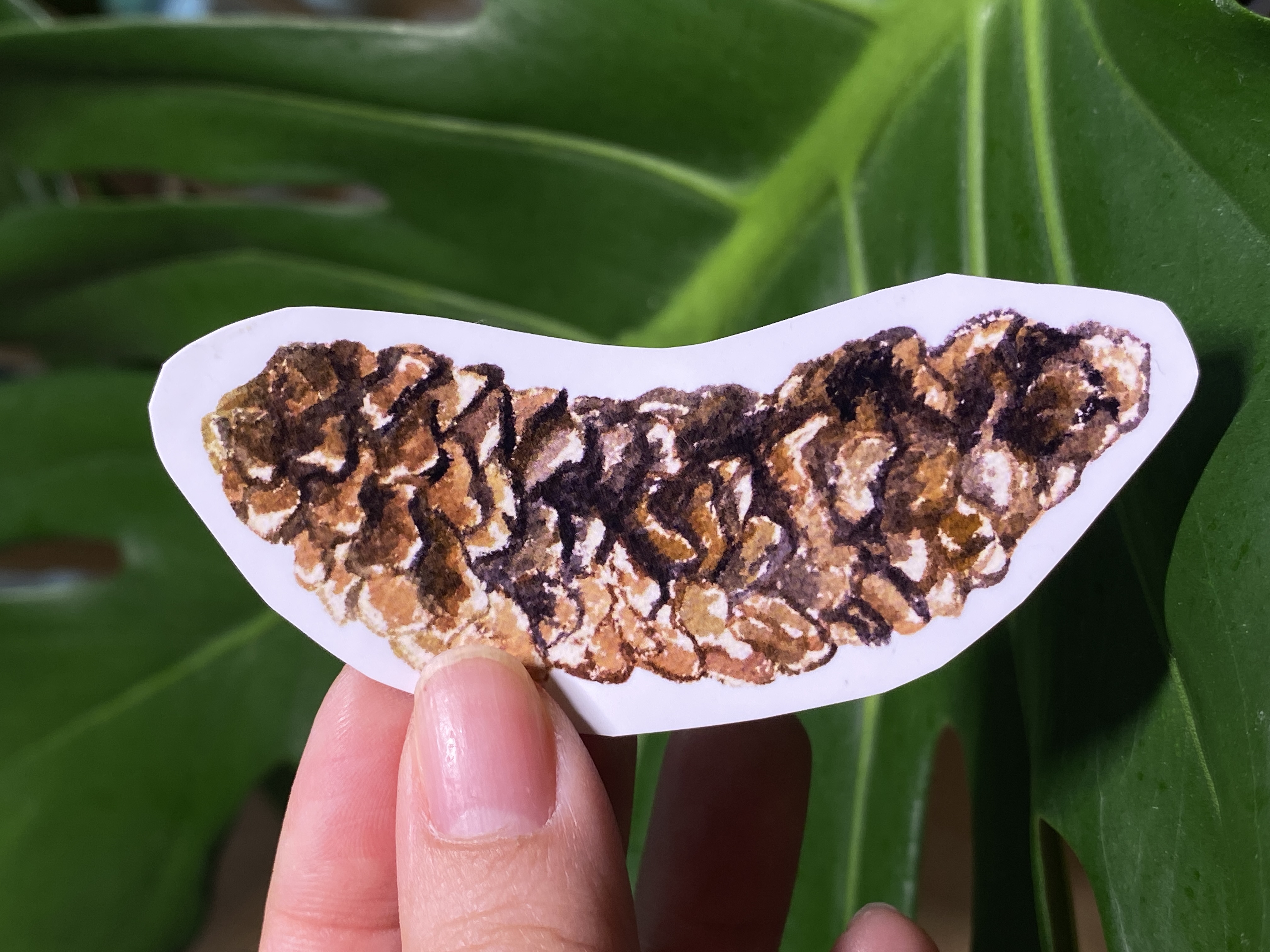 Watercolor Pine Cone Sticker