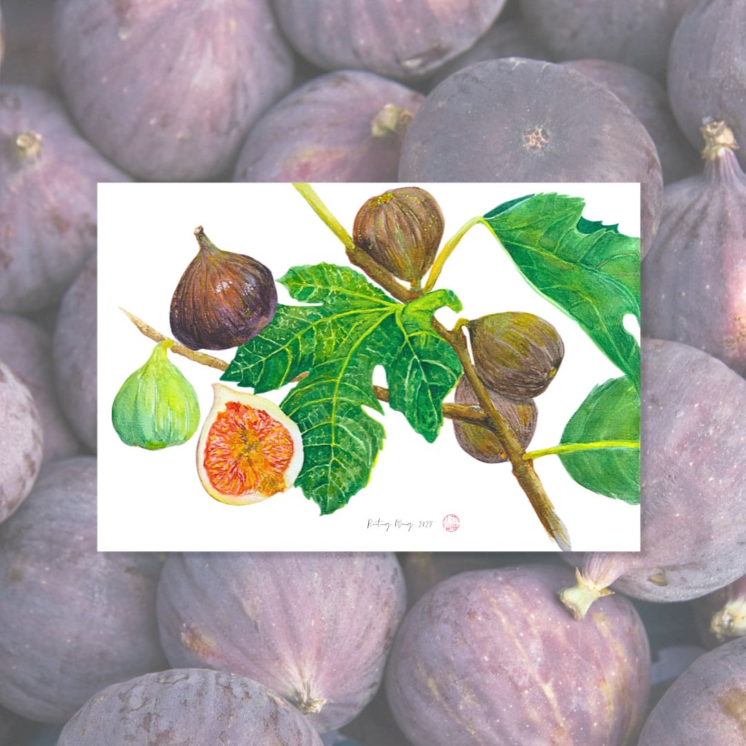 Figs, Fine art Giclée Print (A4 & A3 available)