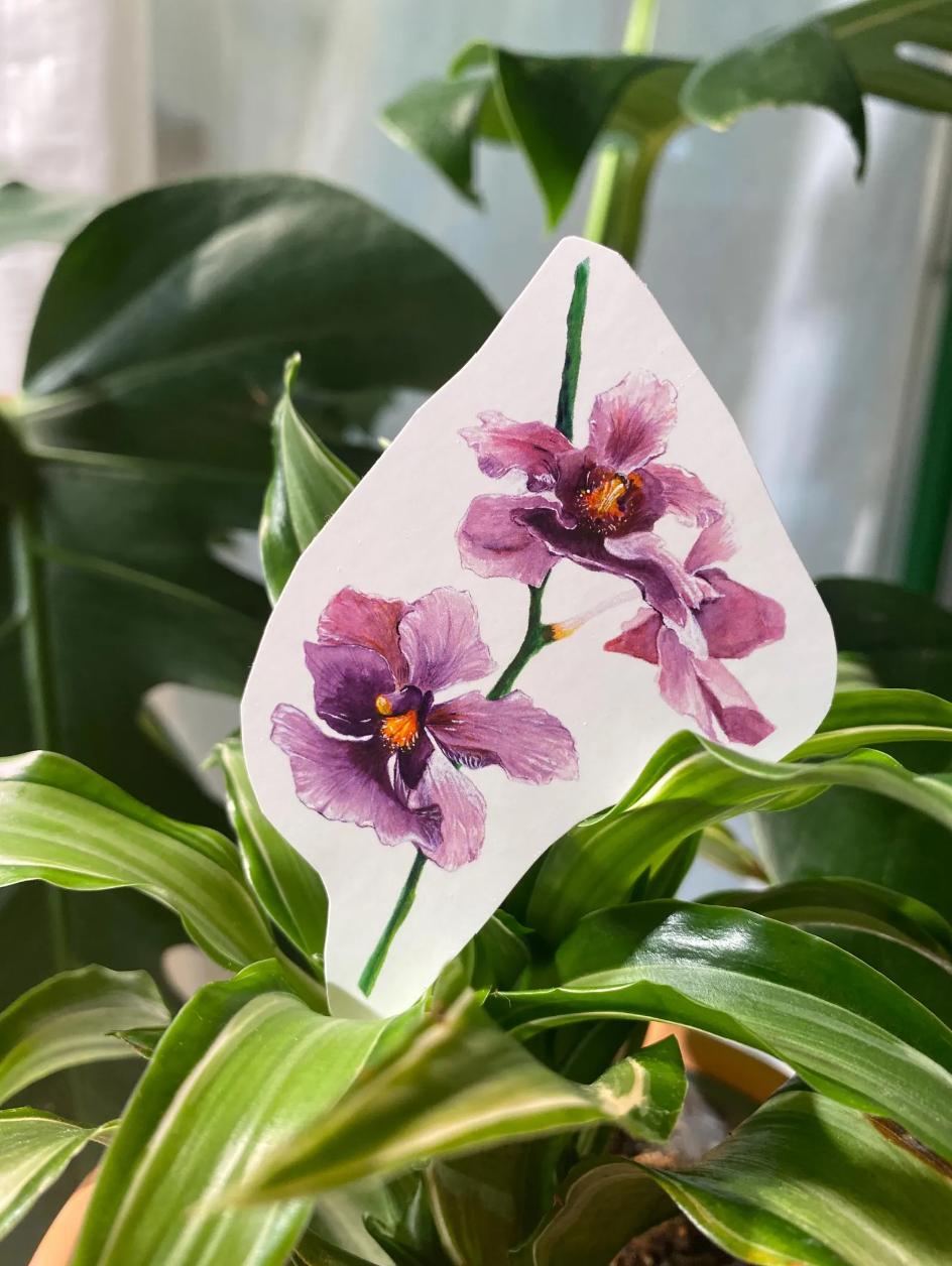 Vanda Miss Joaquim Orchid Sticker