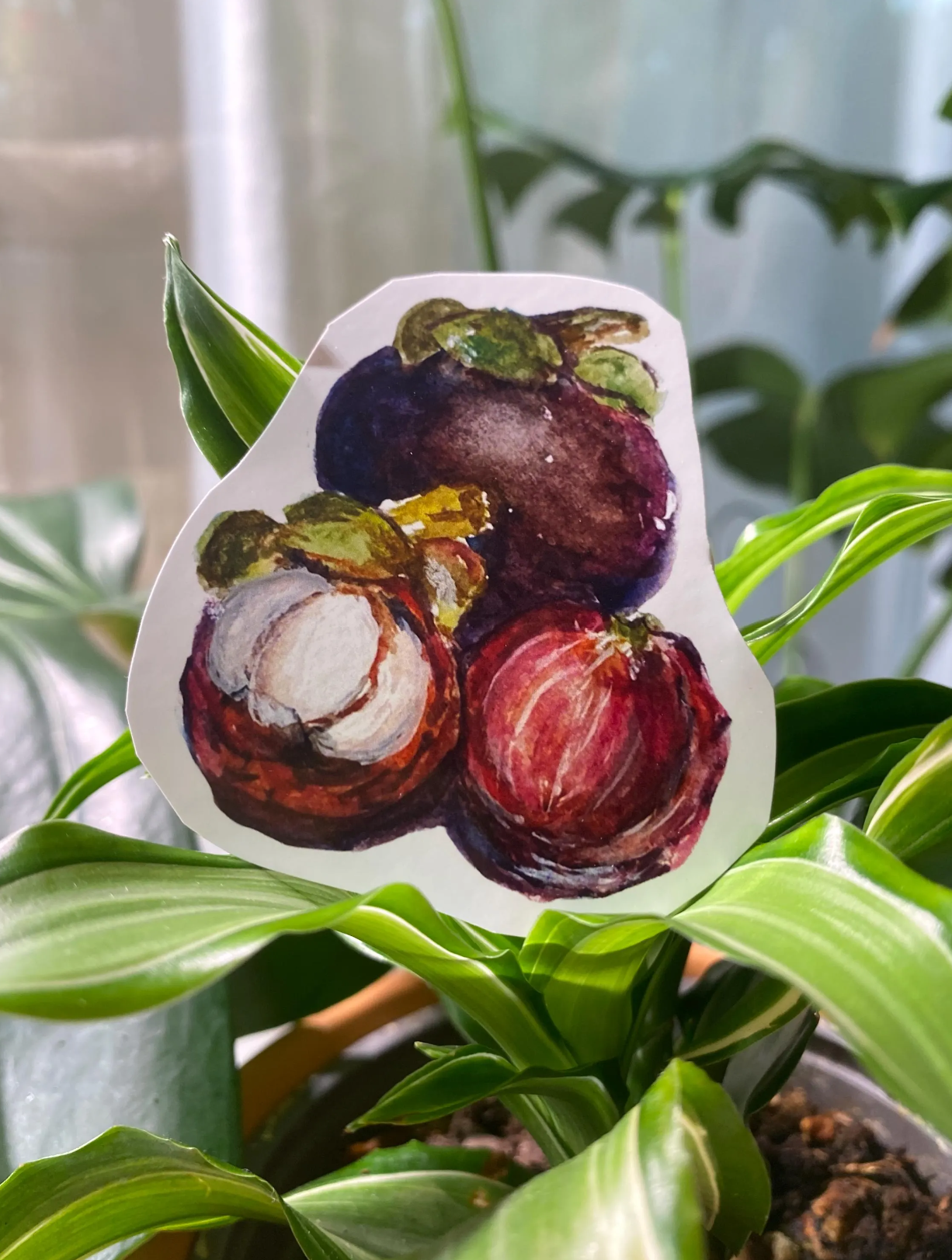 Mangosteen Fruit Sticker