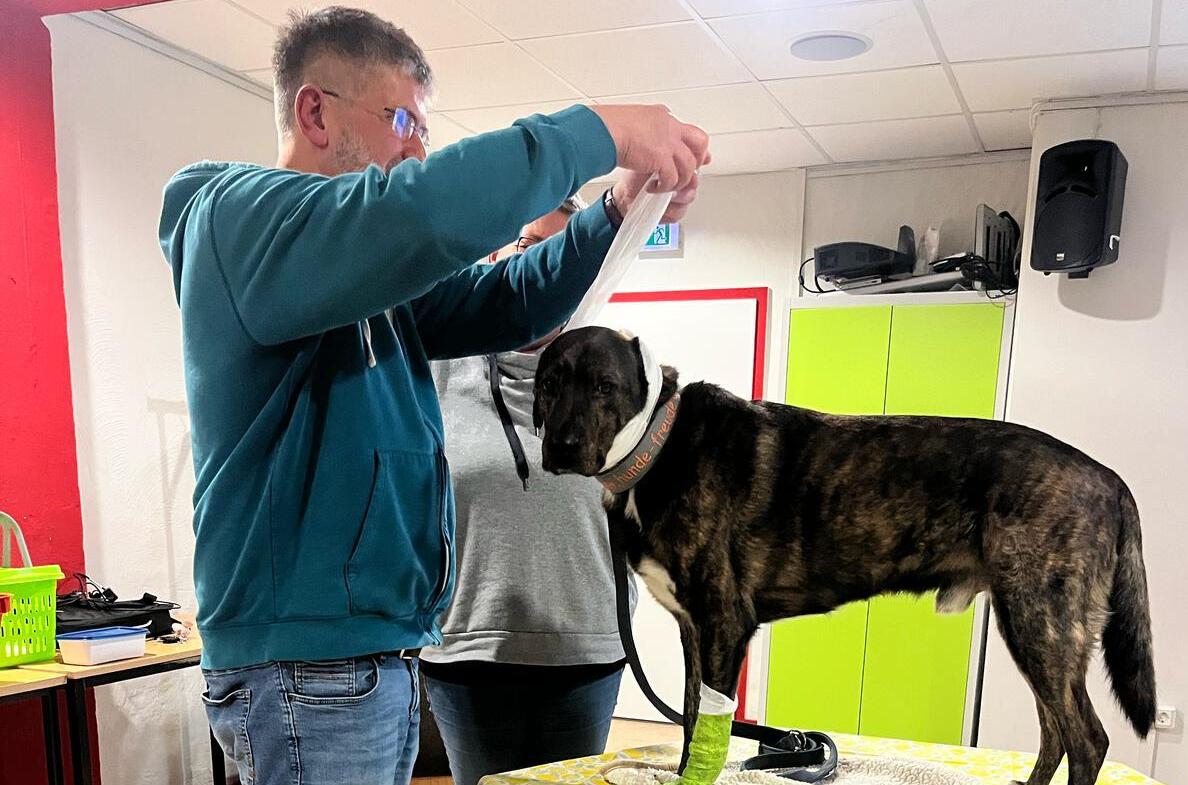 Erste Hilfe beim Hund