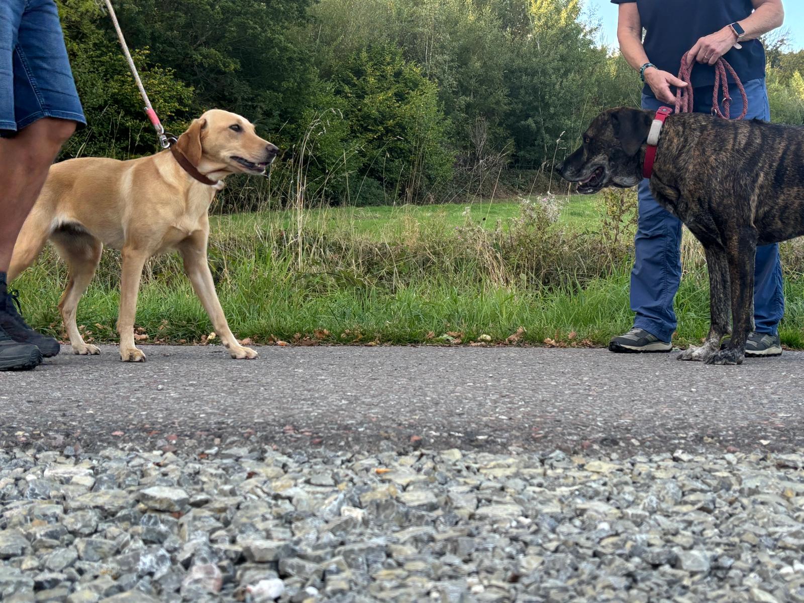 Begegnungstraining für Leinenpöbler, Zicken & Angsthasen