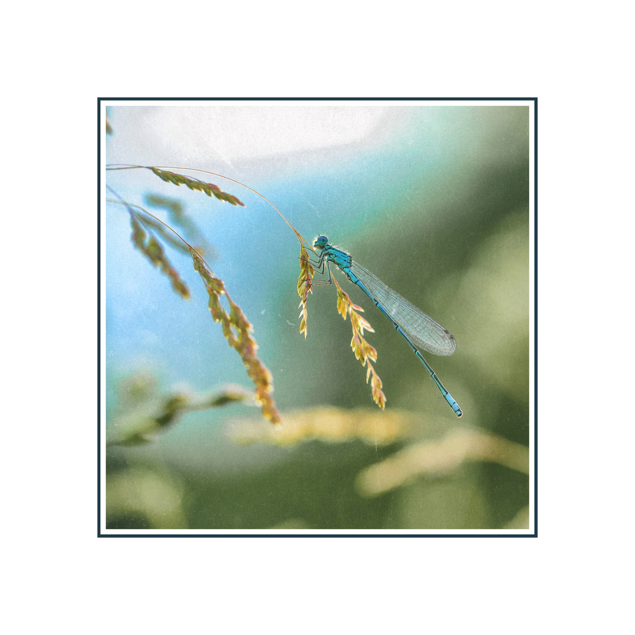La libellule bleue