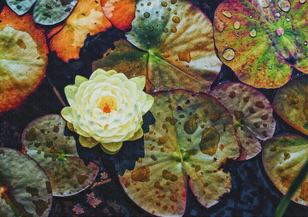 Le Nénuphar blanc