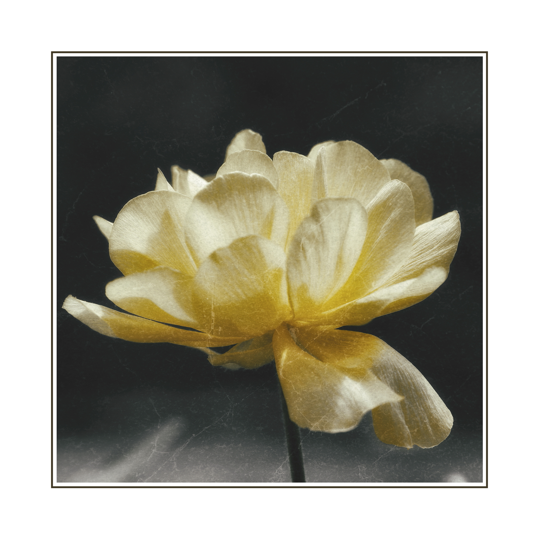 Le renoncule Jaune