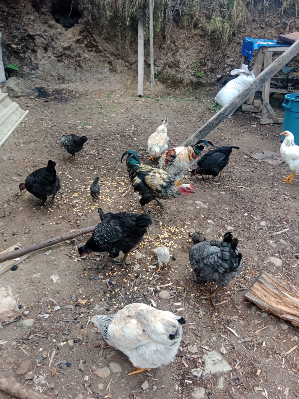 Gallinas y gallos de corral