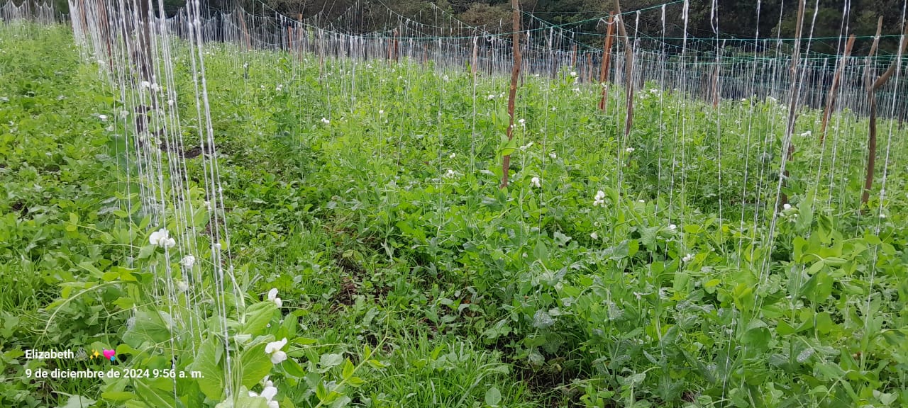 Cultivo de arvejas frescas