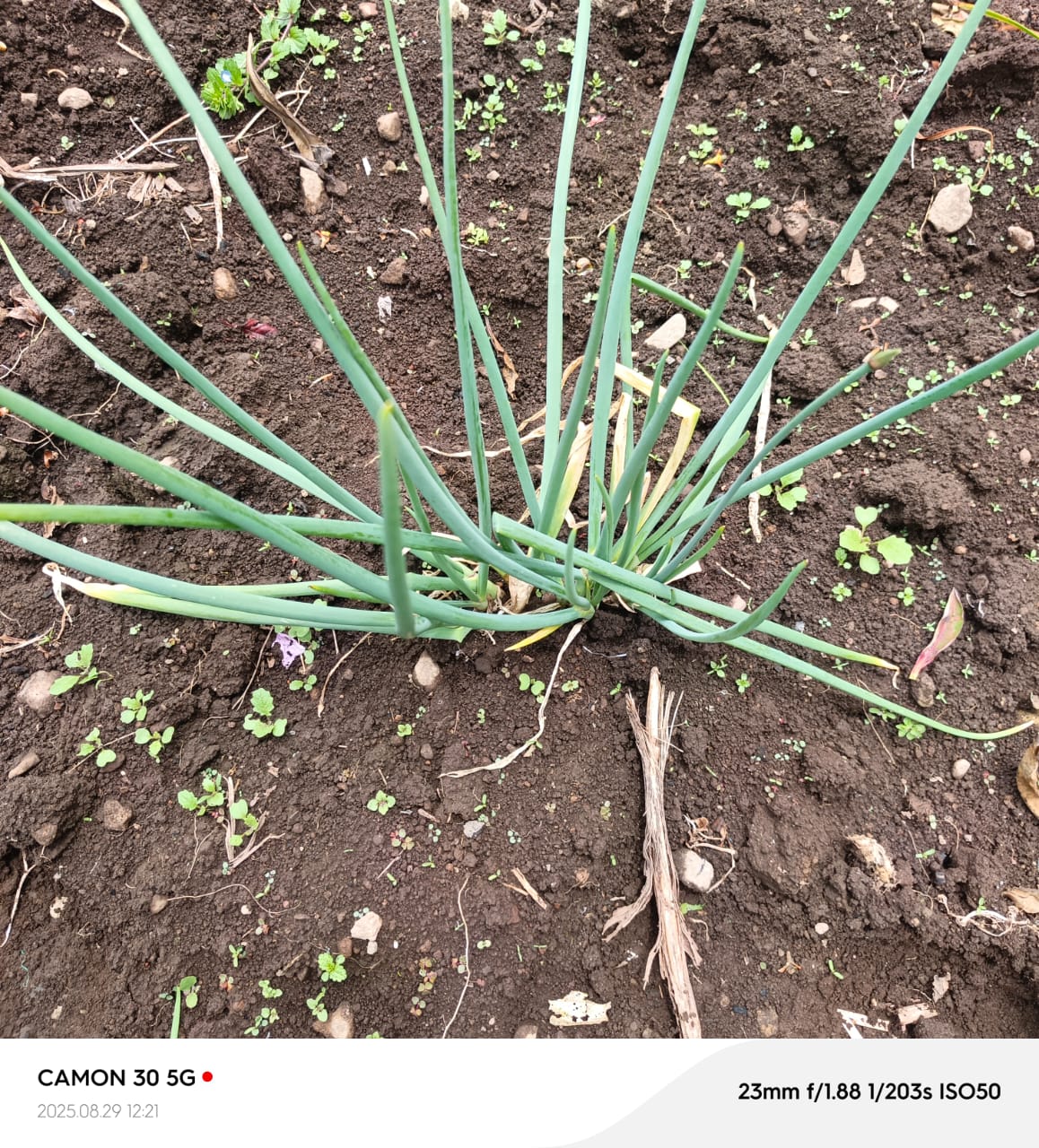 Cebolla de verdeo fresca
