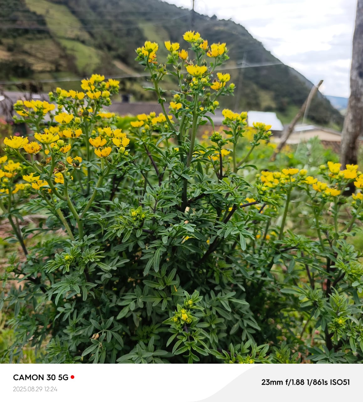 Planta de ruda
