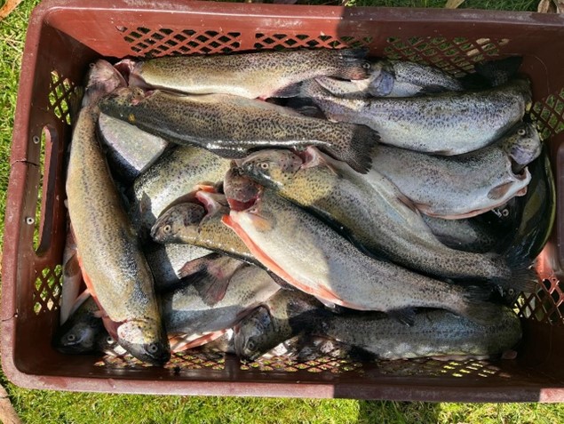 Trucha Arcoíris - 1000 gramos(4 Truchas)