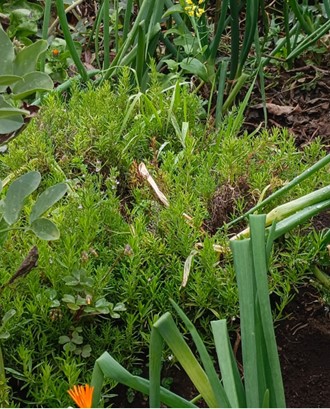 Tomillo - 125 gramos