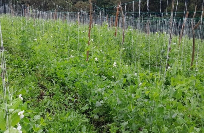 Alverja - 500gr(1 libra)