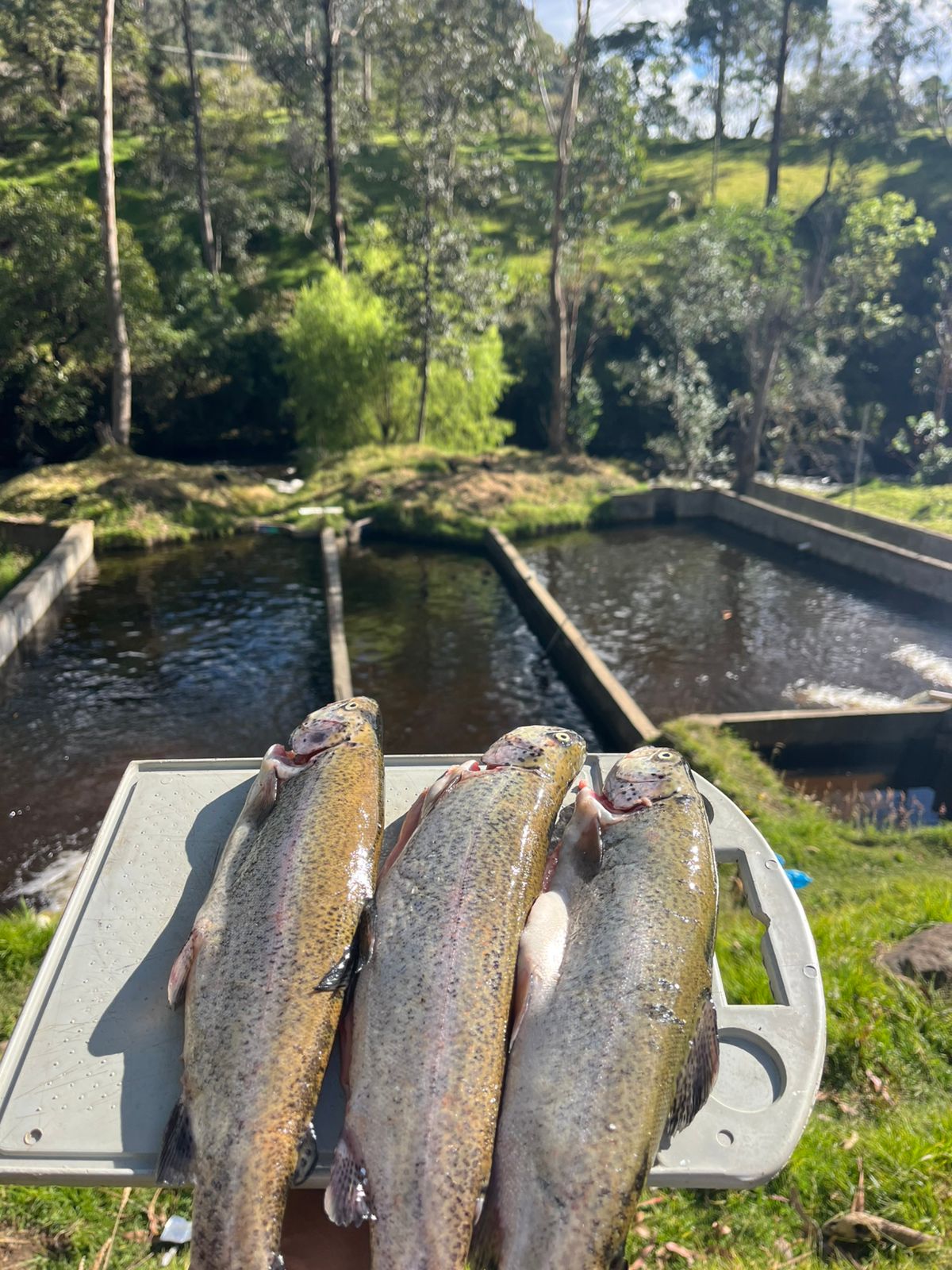 Trucha Arcoiris - 1000 gramos(2 Truchas)