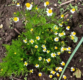 Manzanilla - 125 gramos