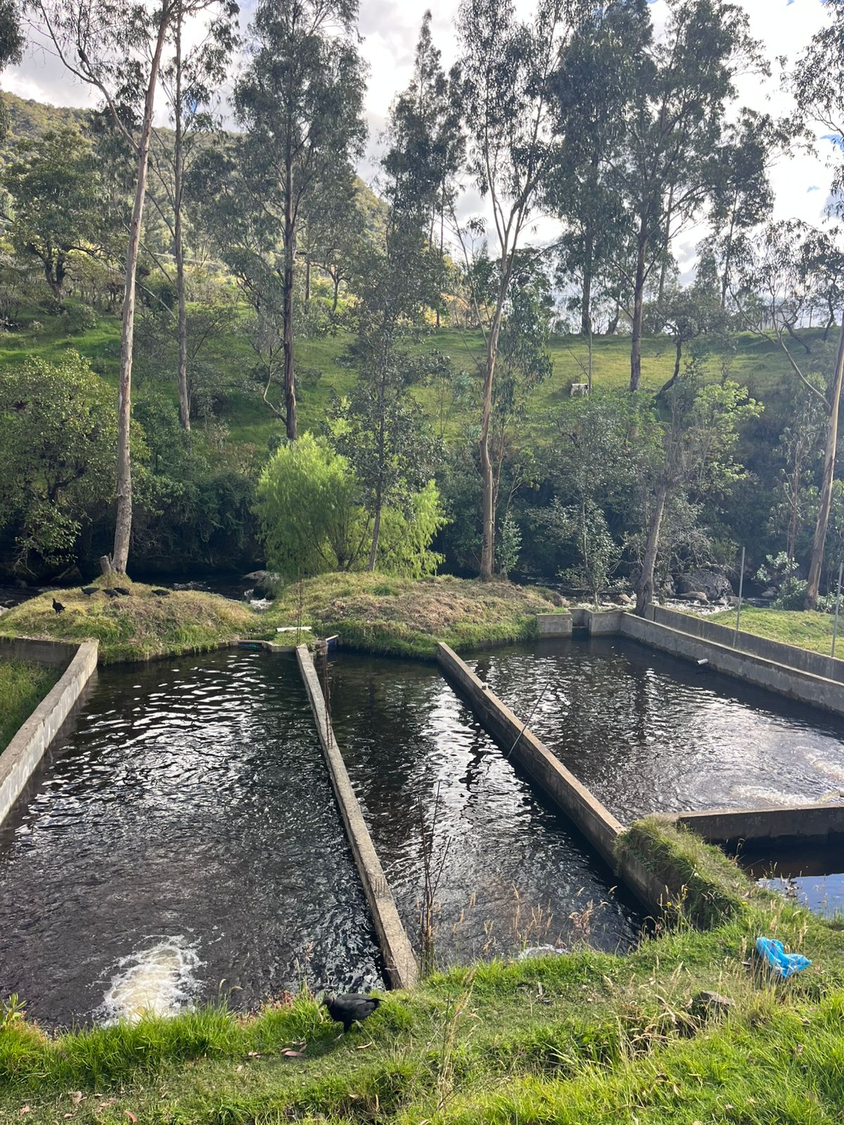 Trucha Arcoíris - 1000 gramos(4 Truchas)