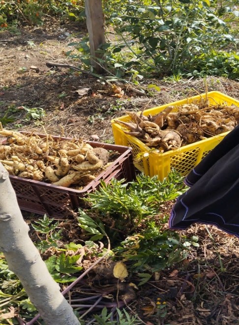 Arracacha - 500 gramos