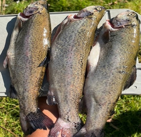 Trucha Arcoíris - 1000 gramos(3 Truchas)