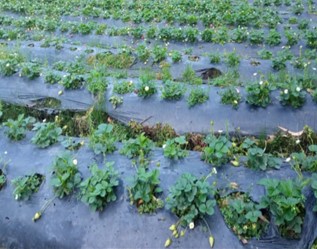 Fresa Segunda - 500 gramos