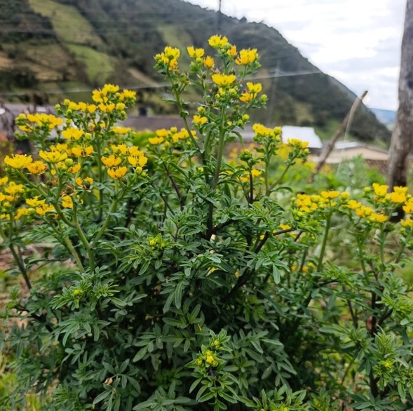 Ruda(Baños Energéticos) - 250 gramos