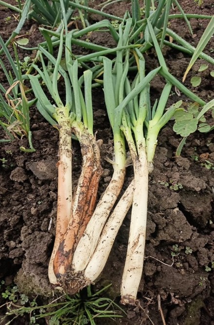 Cebolla Hingierta - 250 gramos