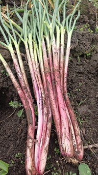 Cebolla Colorada - 250 gramos