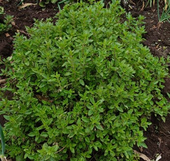 Orégano - 125 gramos