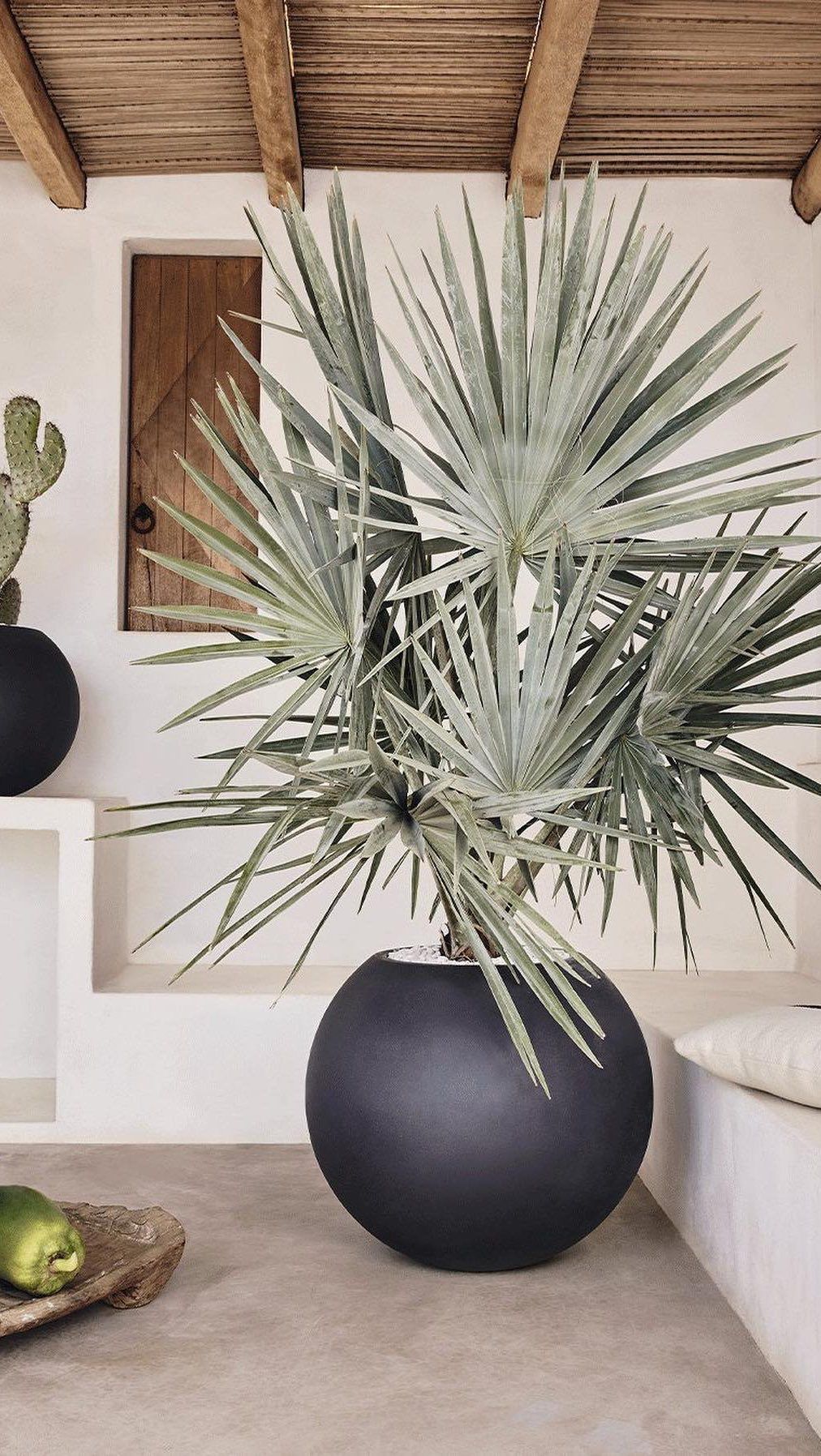 Decorative Palm Plant in Black Sphere Pot