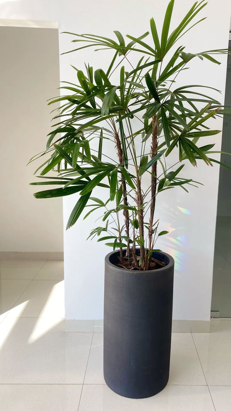 Rhapis excelsa (Lady Palm) Plant