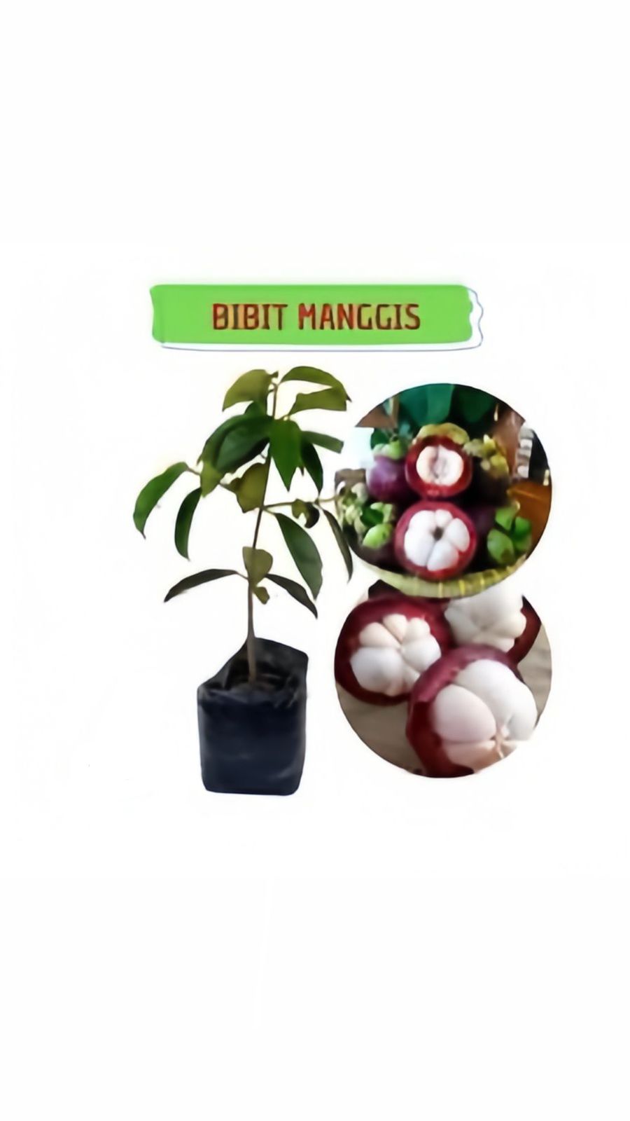 Bibit Manggis