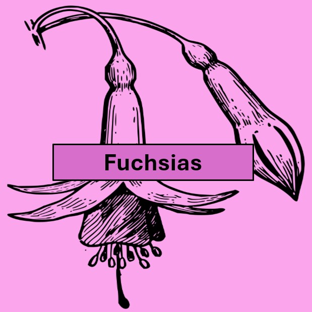 F5. A display of six individual fuchsia heads